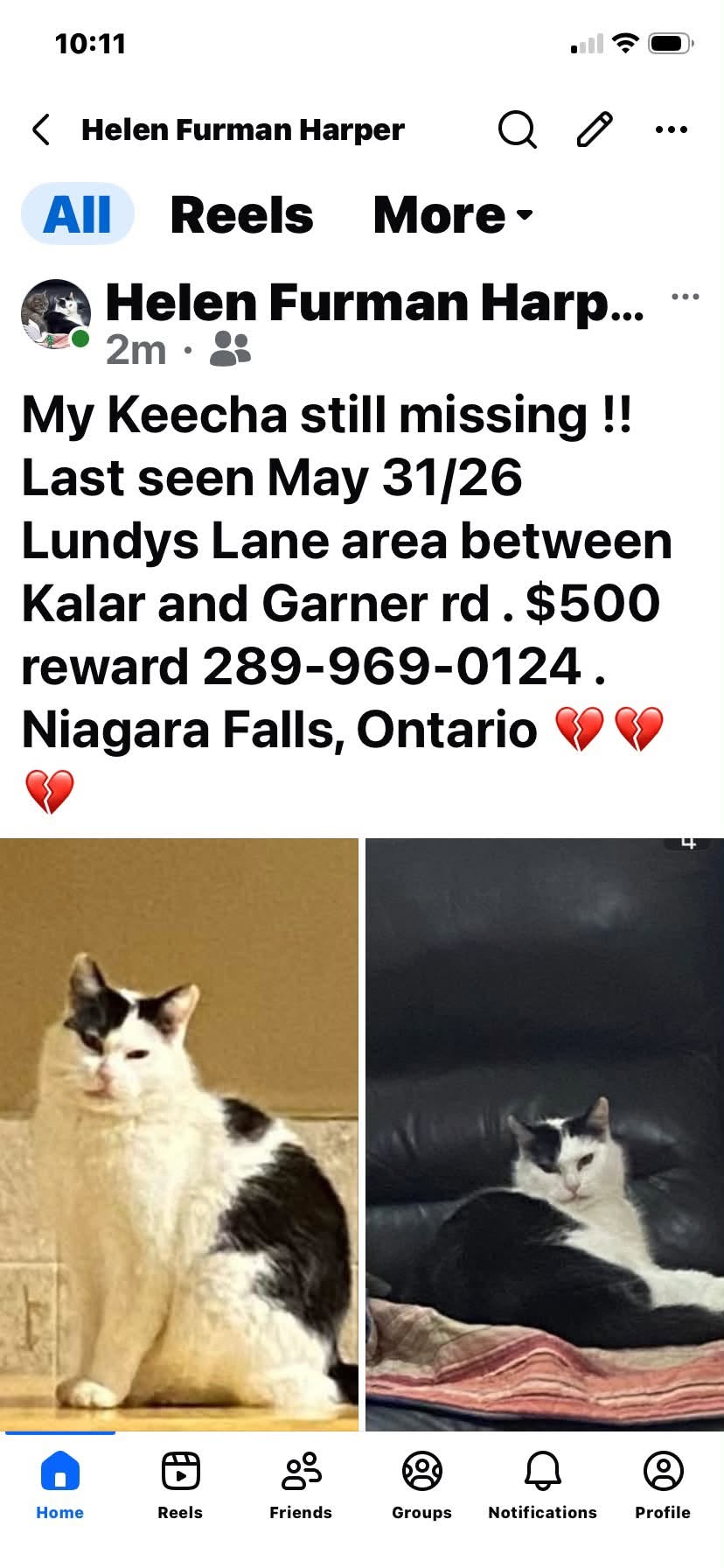 Lost Cat in Niagara Falls