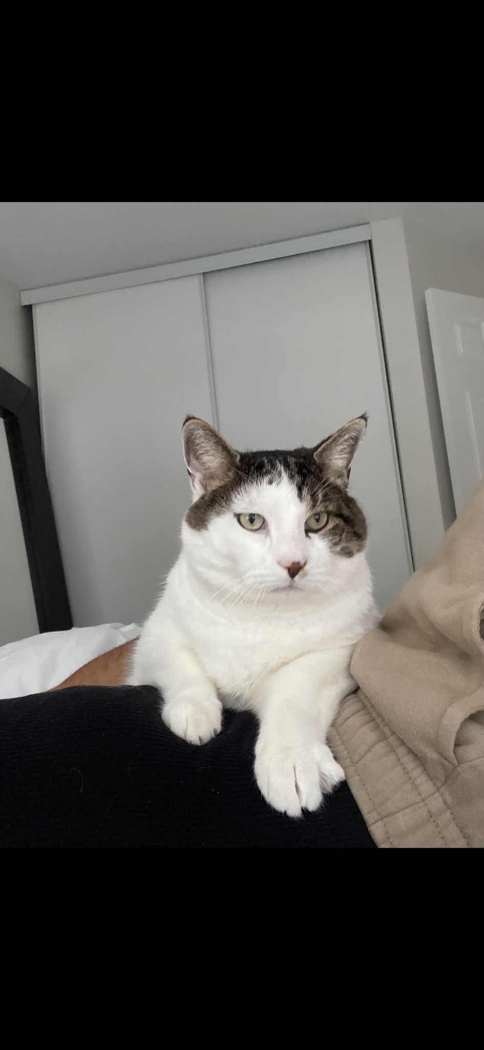 Lost Cat in Ottawa