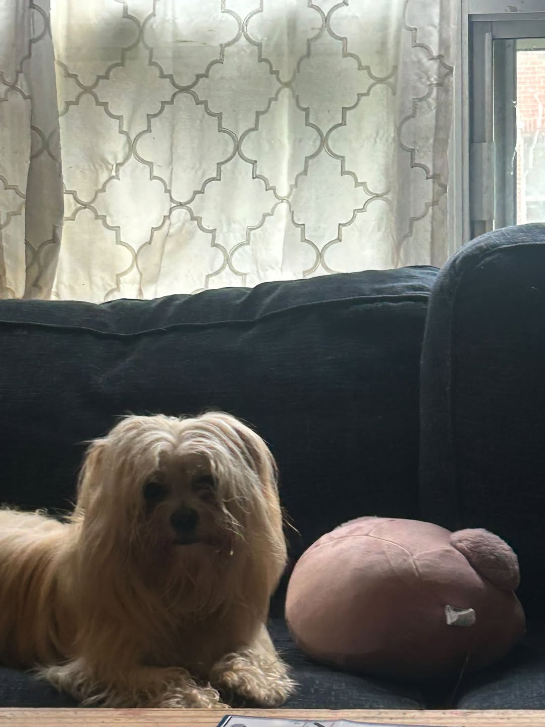 Lost Dog in Overbrook