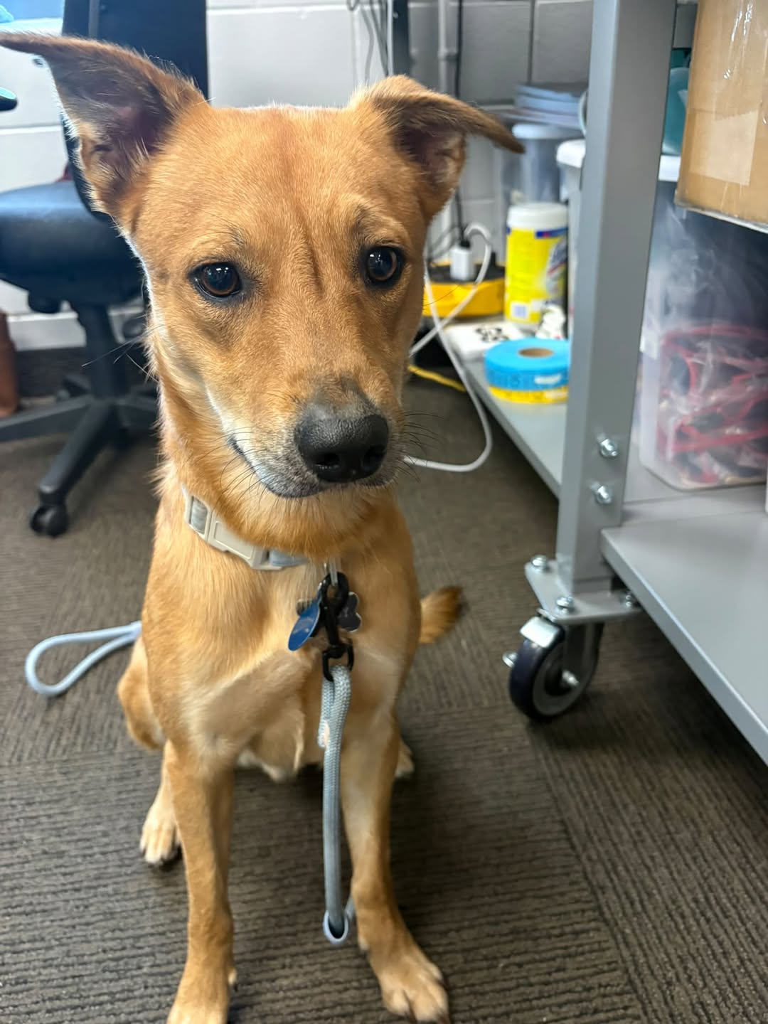 Lost Dog in Ottawa