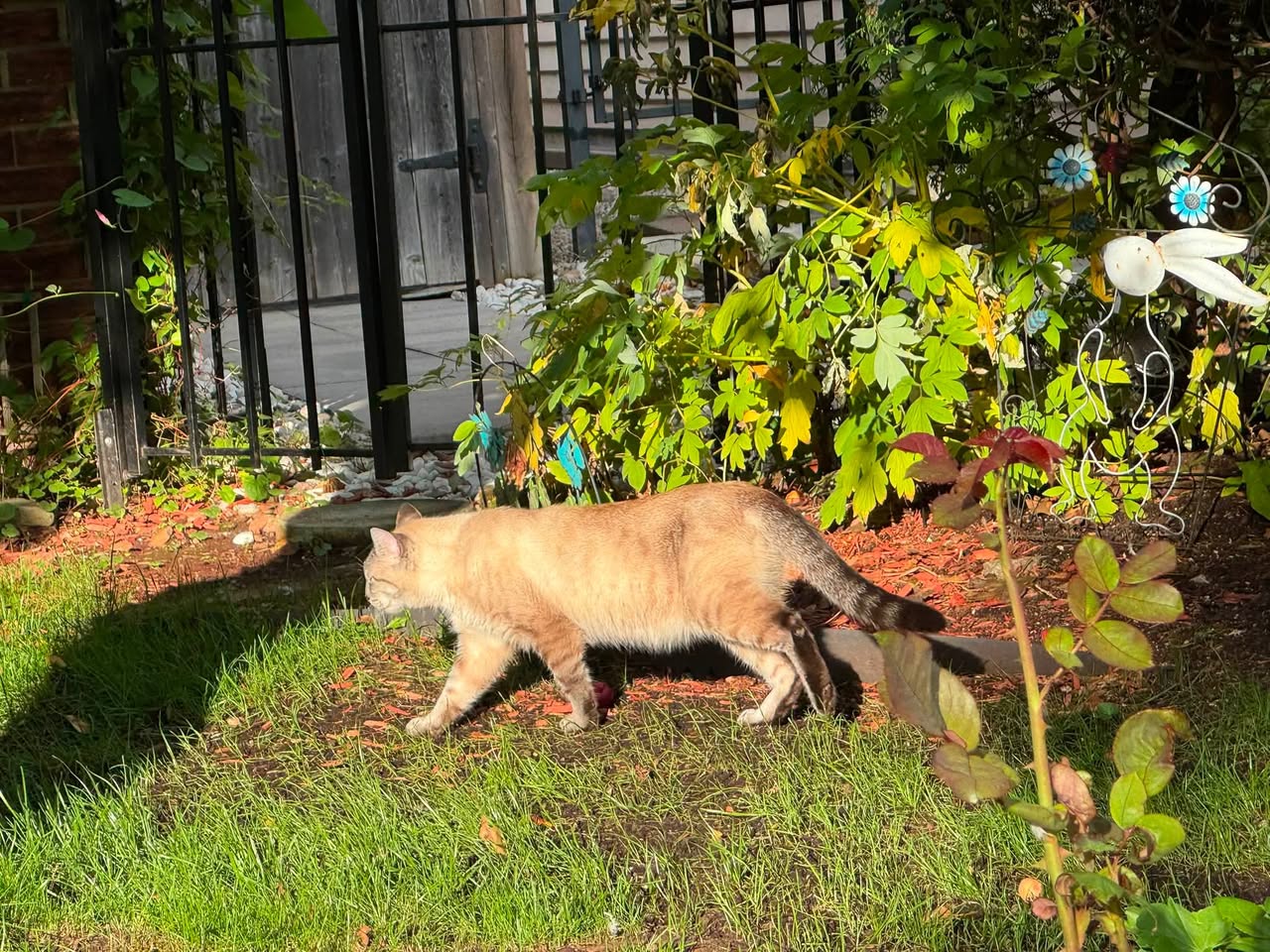 Found Cat in Ottawa
