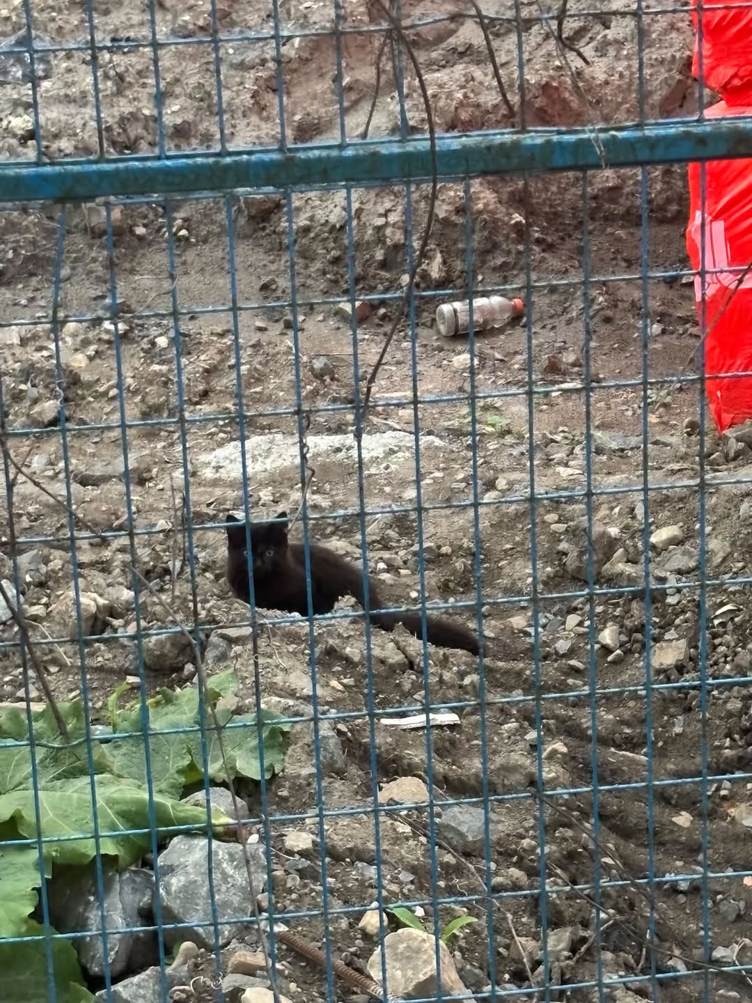 Found cat