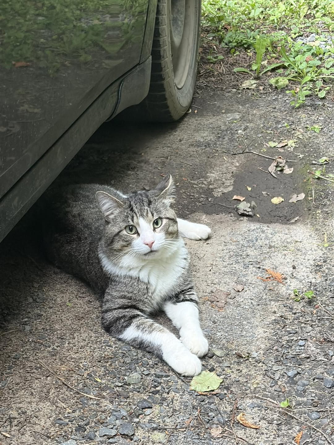 Found Cat in Gloucester