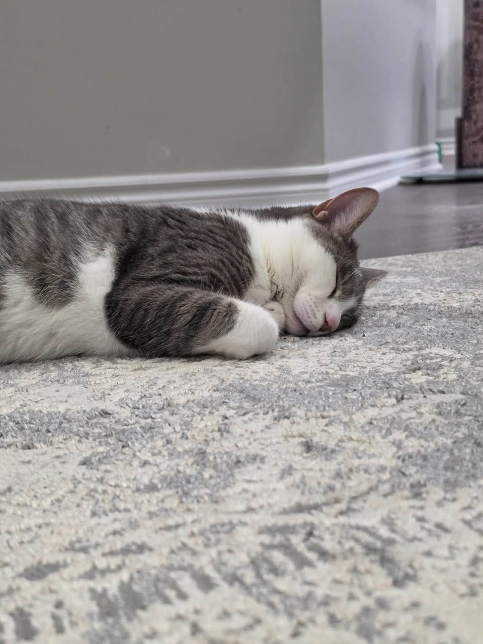Lost Cat in Ottawa