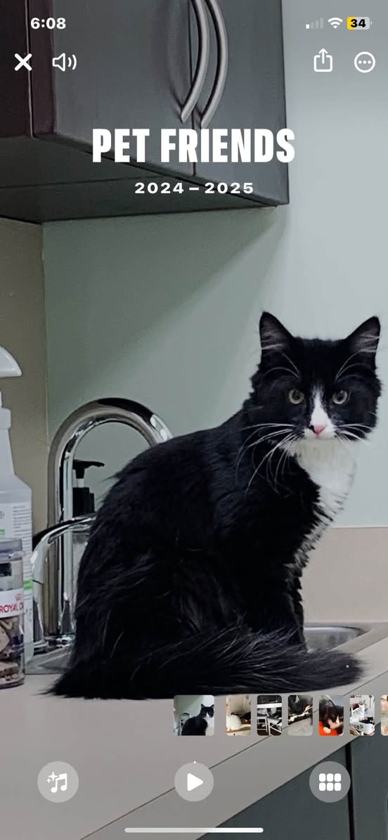 Lost Cat in Uplands Base