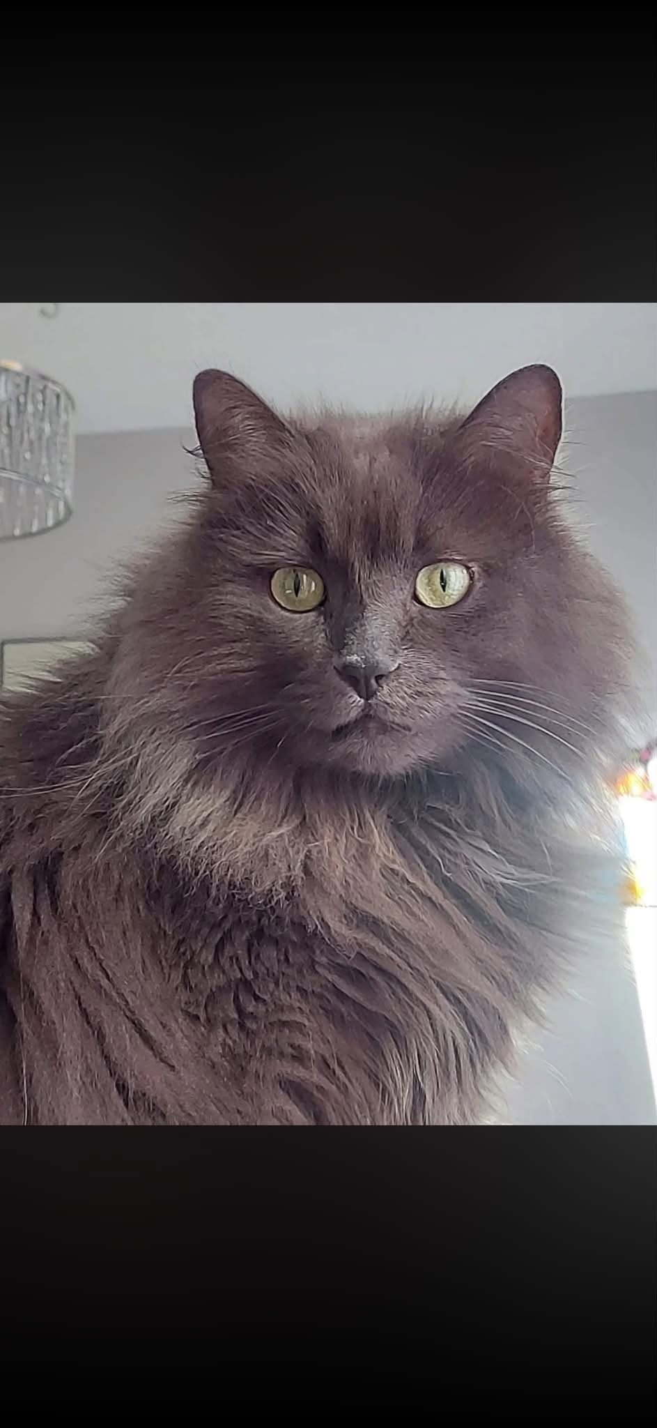 Lost Cat in Ottawa
