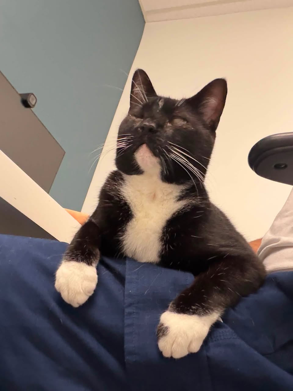 Found Cat in Ottawa