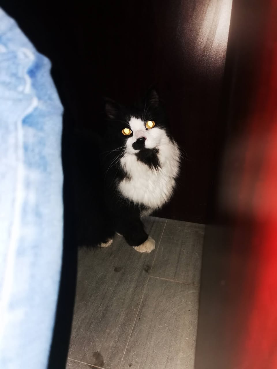 Found Cat in Ottawa