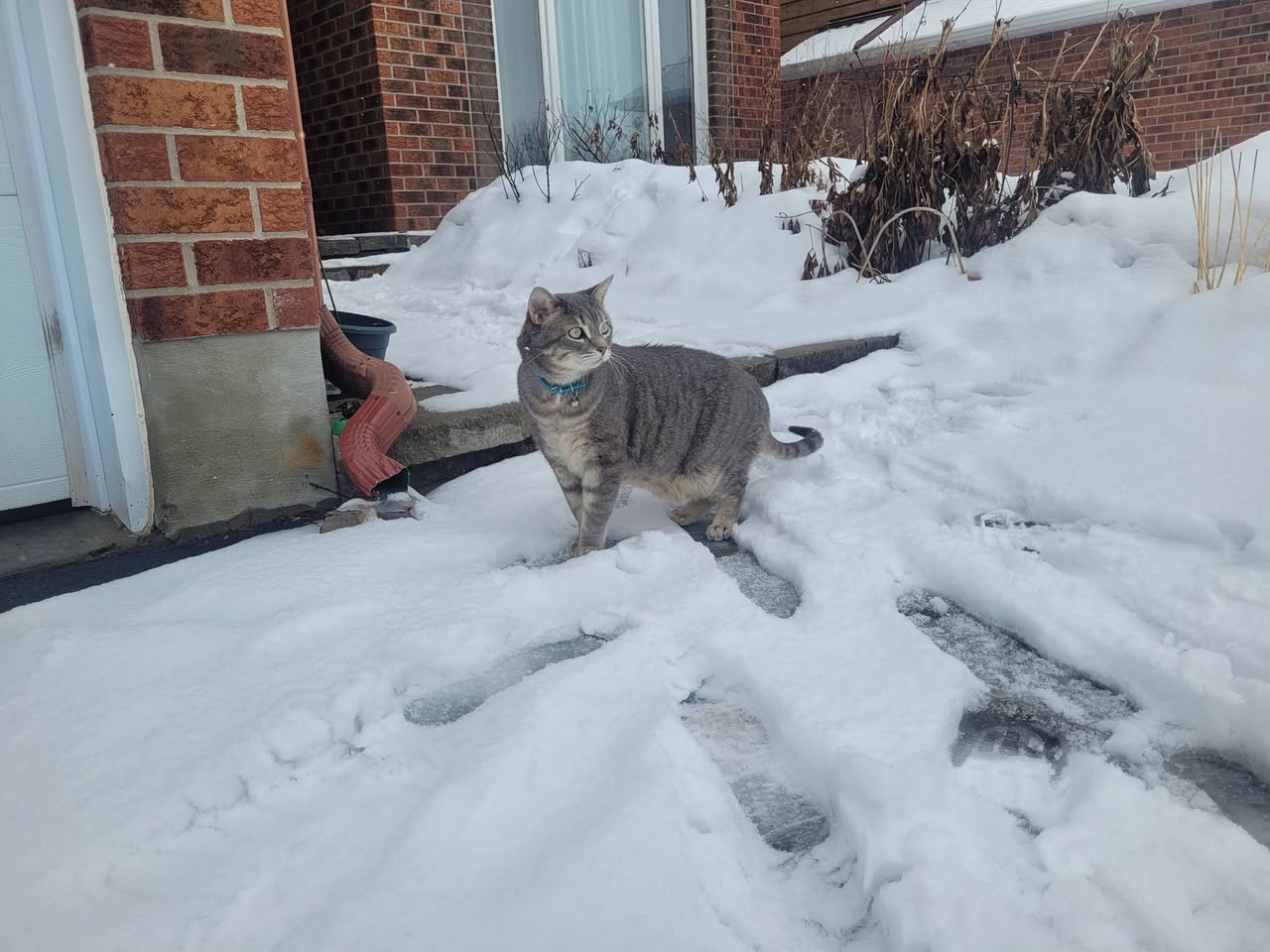 Lost Cat in Ottawa