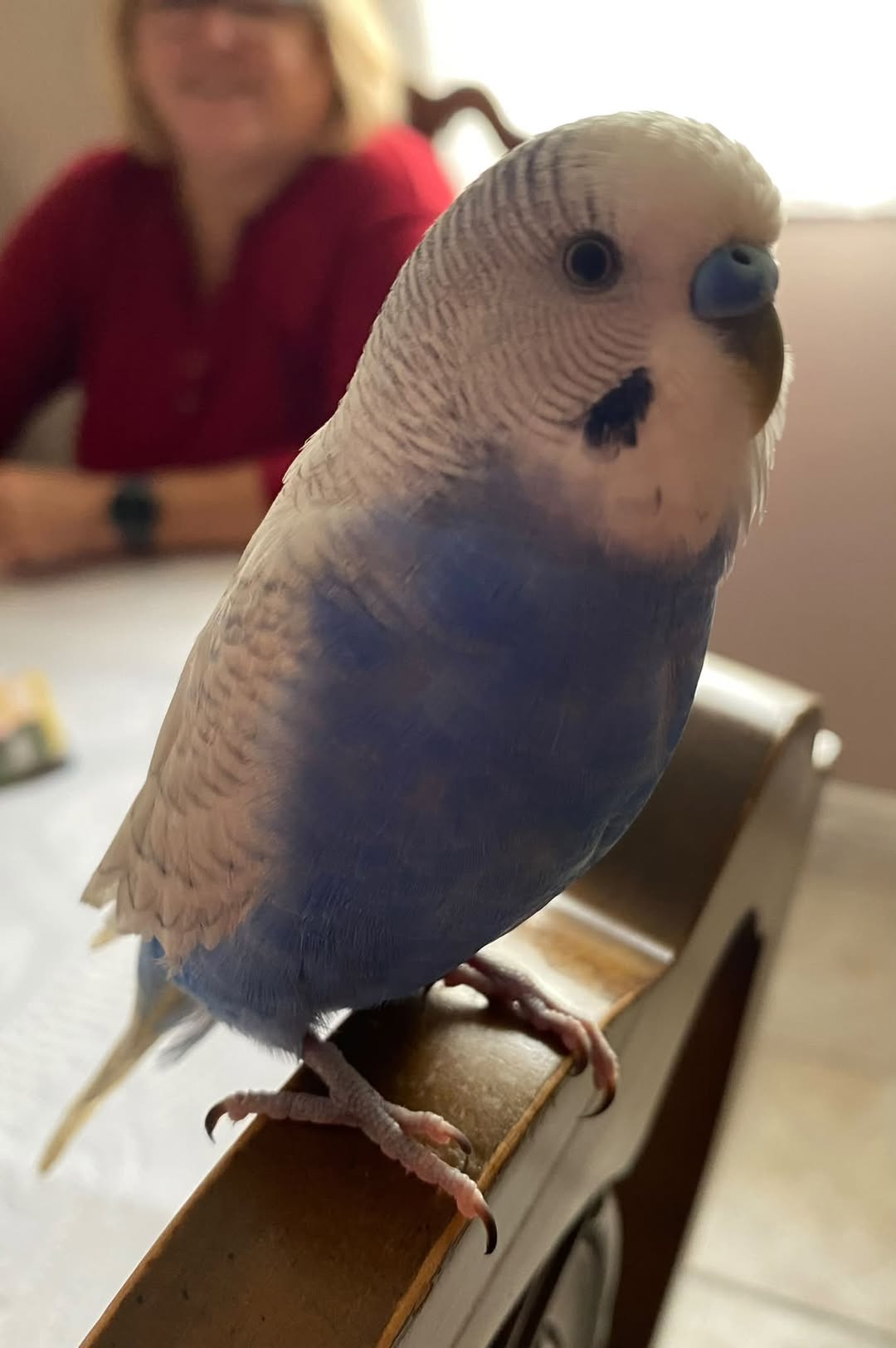 Lost Budgie in Ottawa