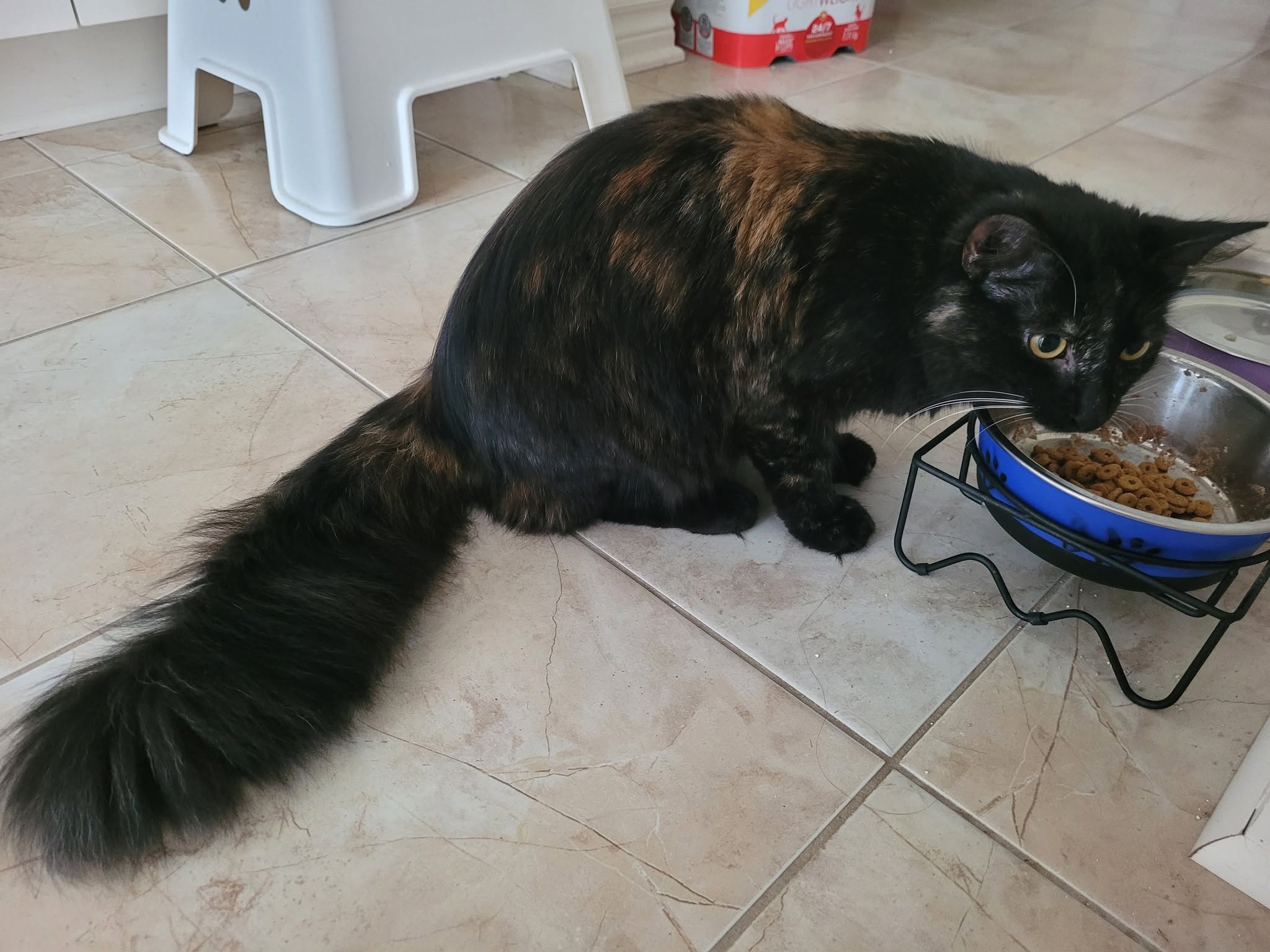 Found Cat in Findlay Creek