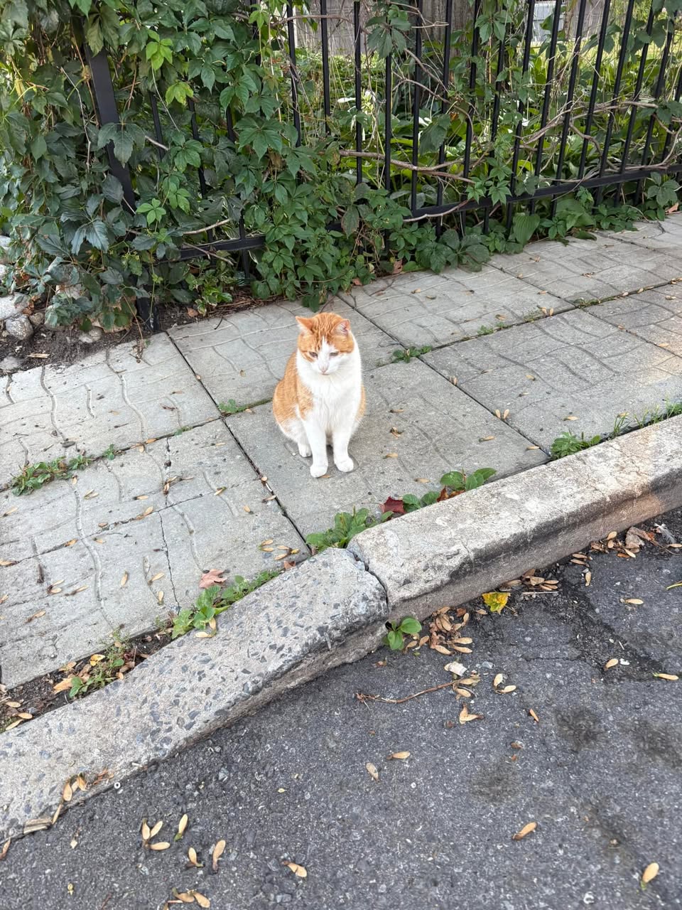 Found Cat in Canadian Museum Of Nature
