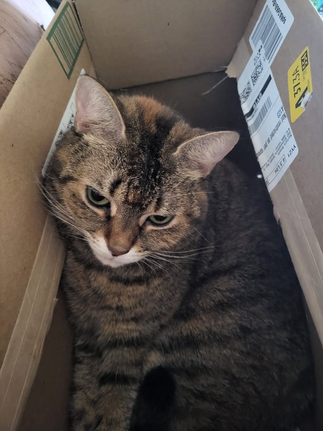 Lost Cat in Ottawa