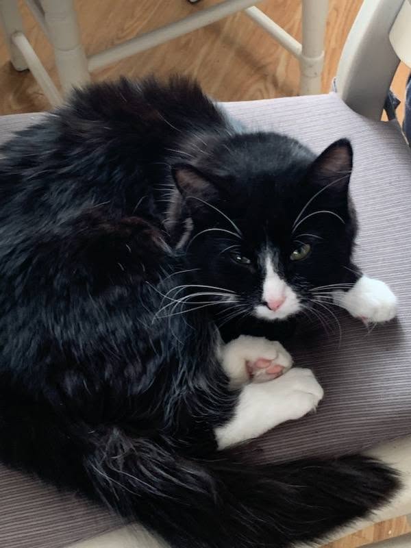Lost Cat in Uplands And Ron Gibbons