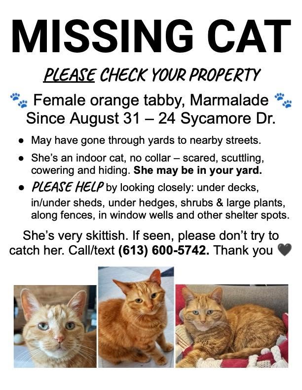 Lost cat