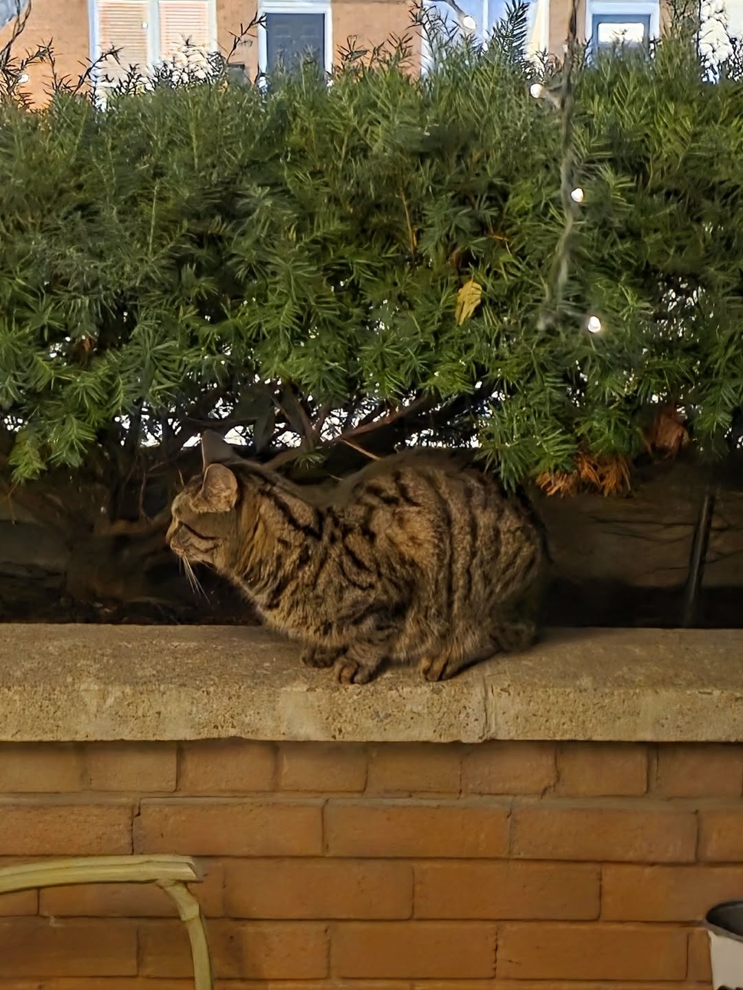Found Cat in New Edinburgh
