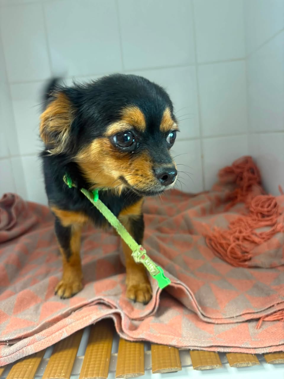 Found dog