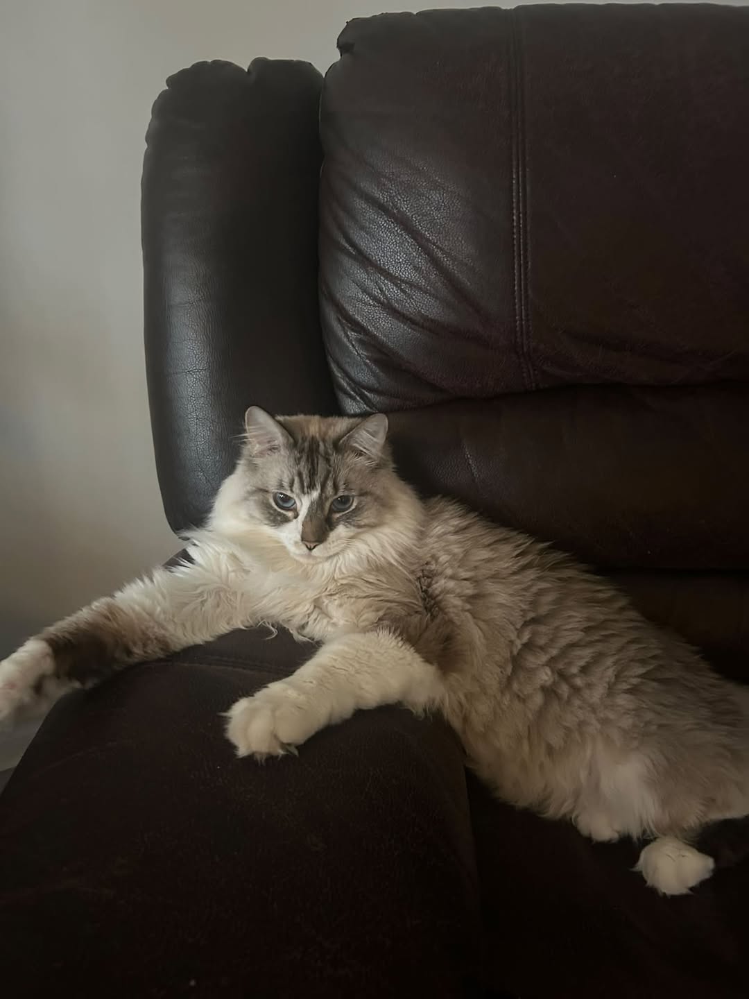 Lost Cat in Bayshore