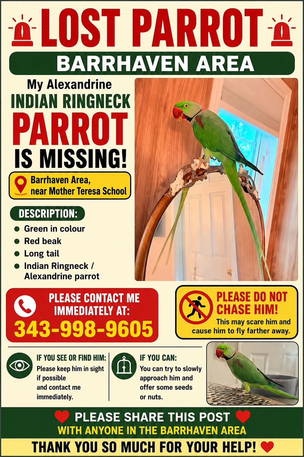 Lost Bird in Barrhaven