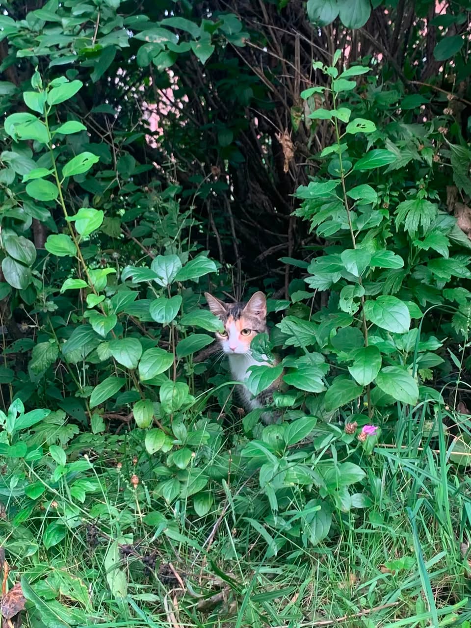 Found Cat in Experimental Farm Path