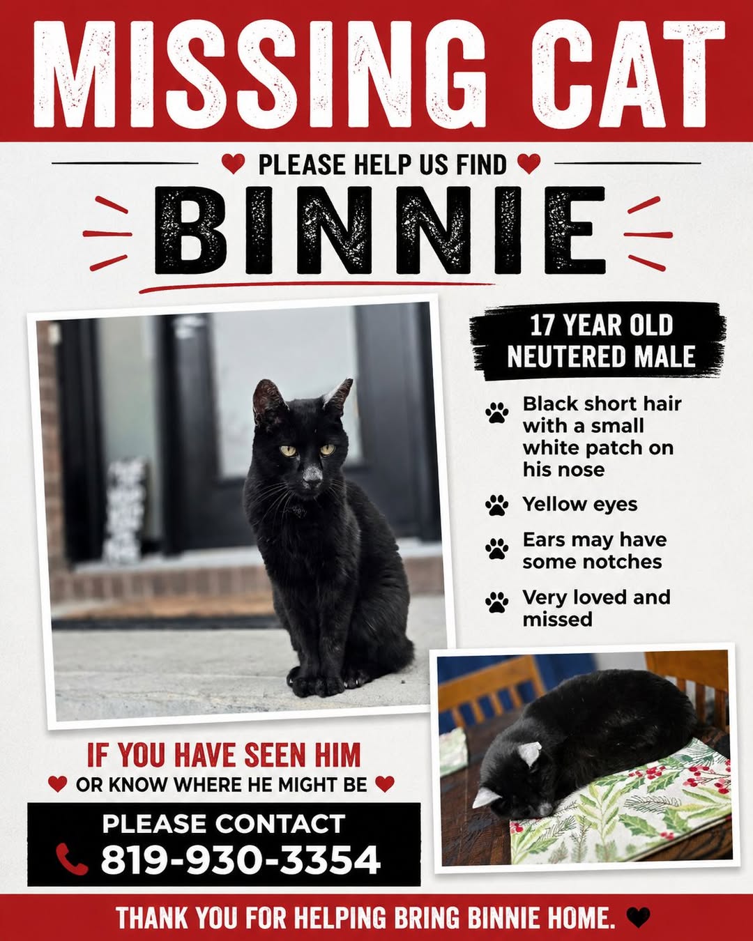 Lost Cat in AdéLard-Hamelin