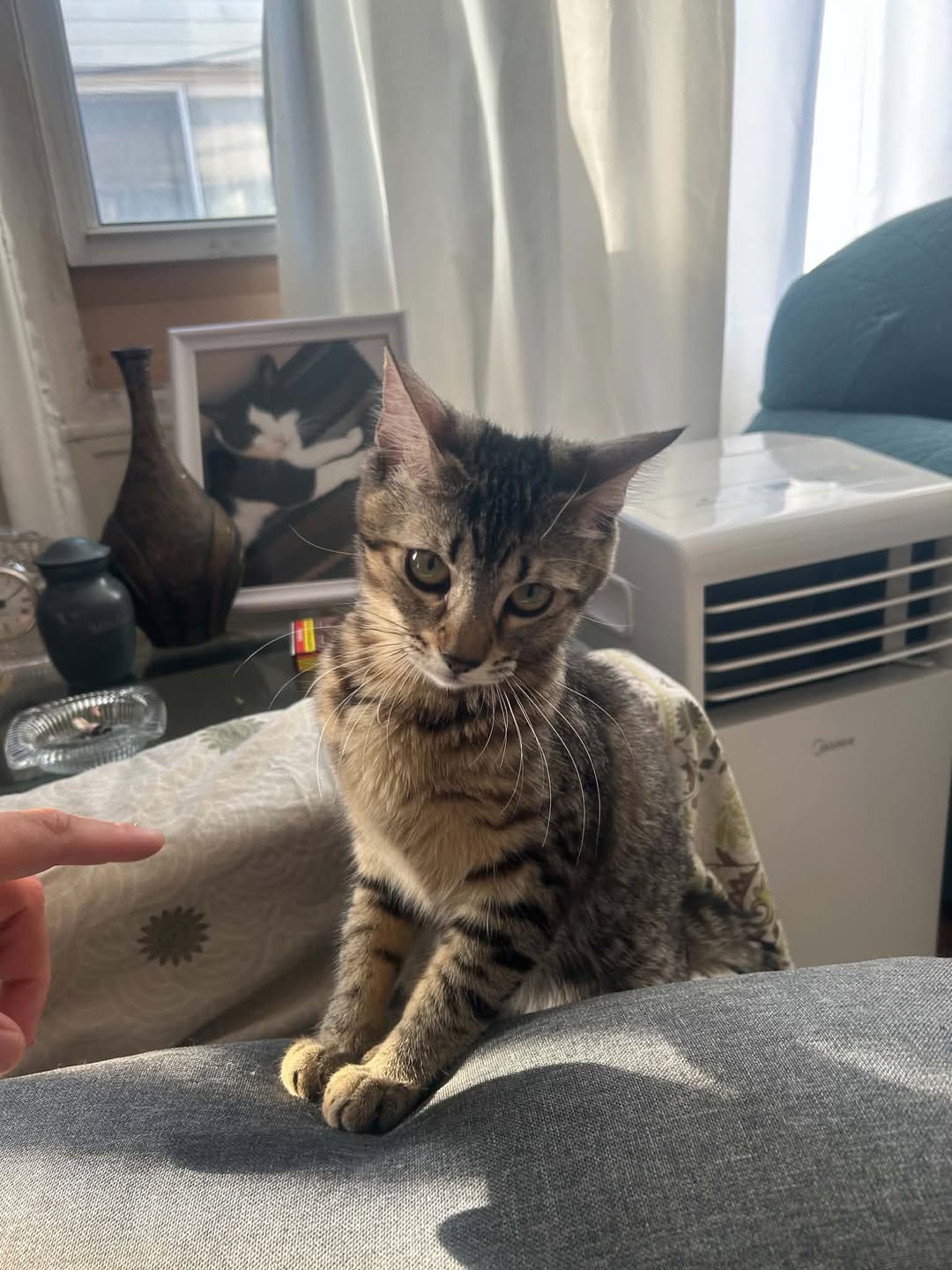 Lost Cat in Lupin And Dundas