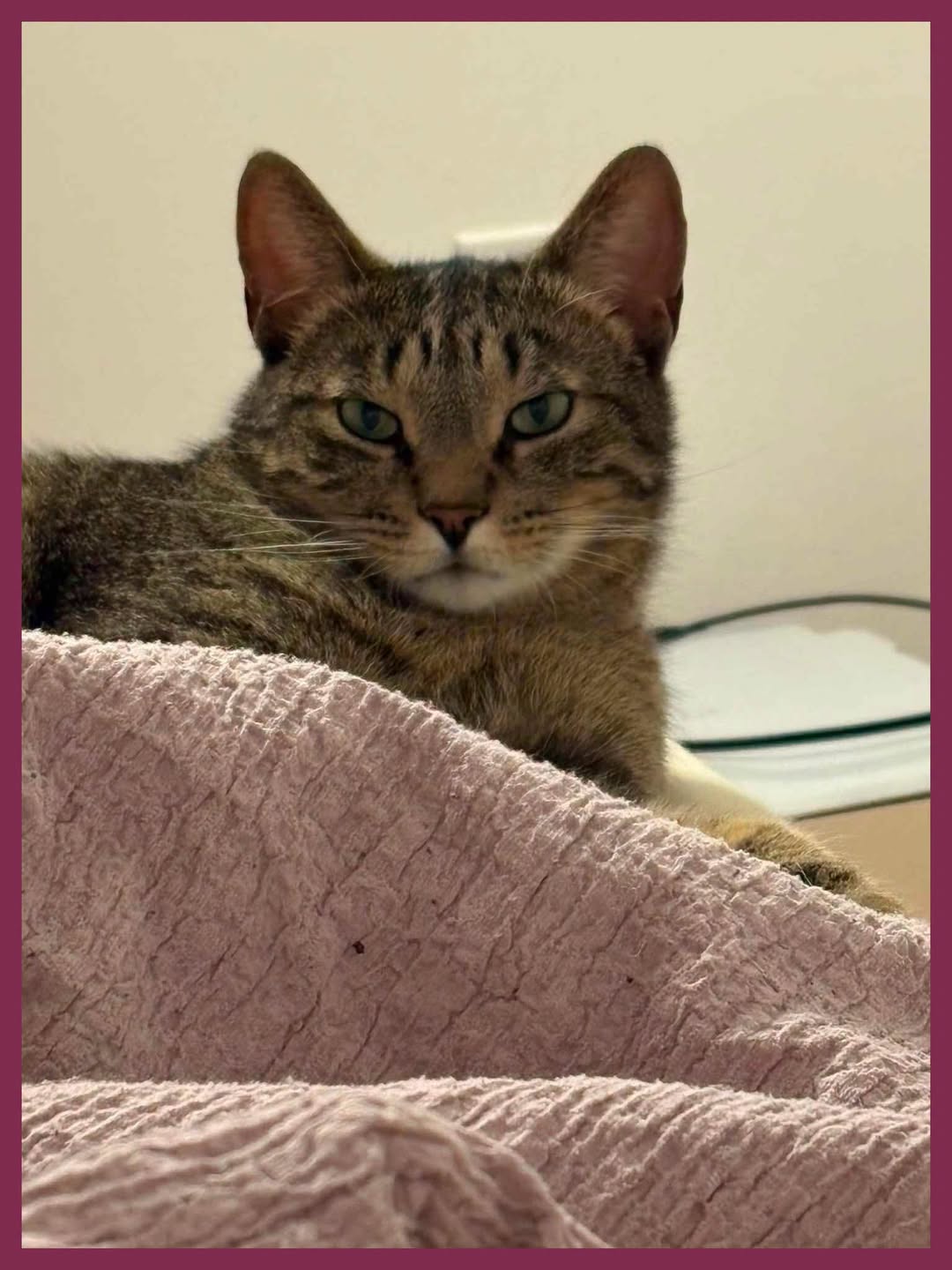 Lost Cat in Rue De Bonaventure