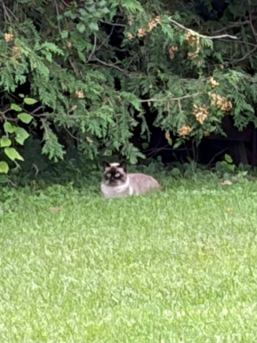 Found Cat in Ottawa