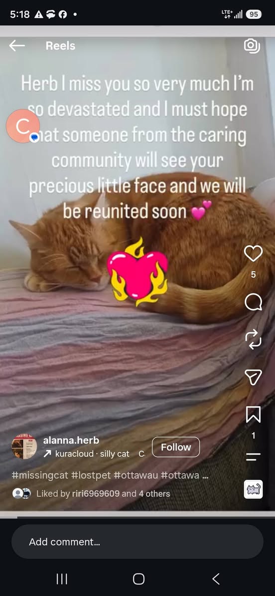 Lost Cat in Ottawa