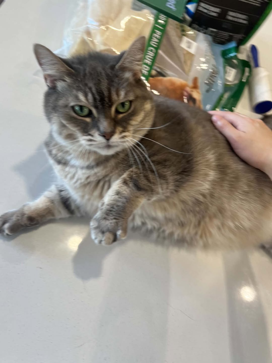 Lost Cat in Ottawa