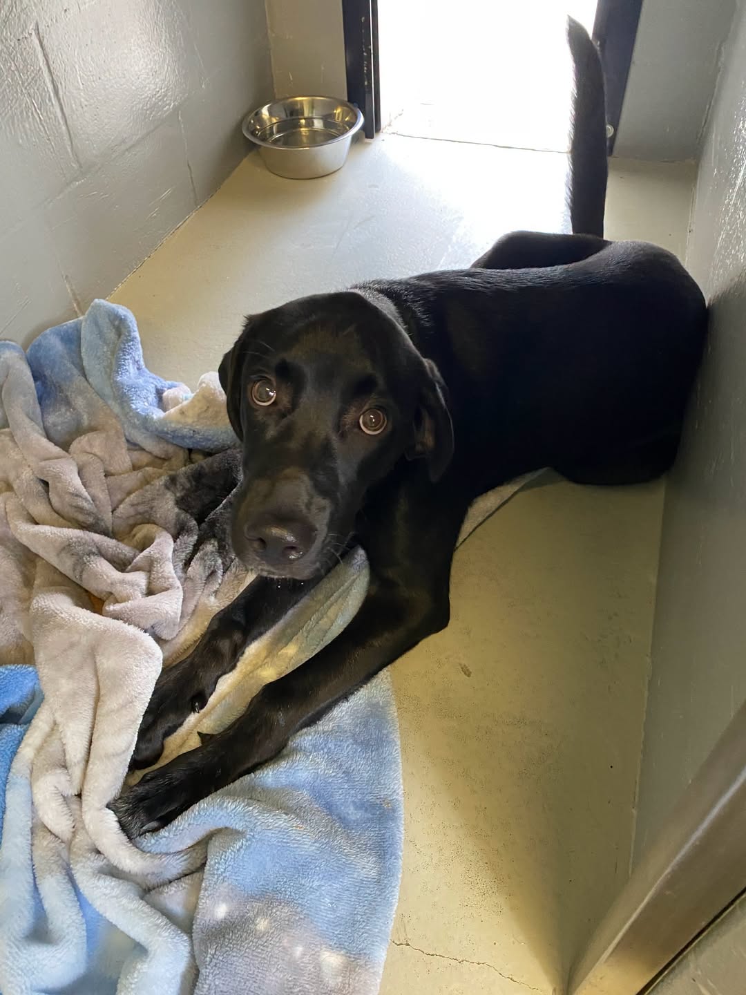 Found dog