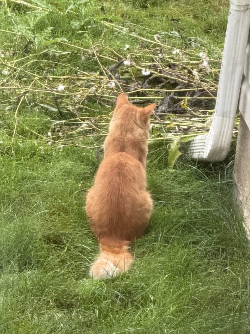 Found Cat in Ottawa