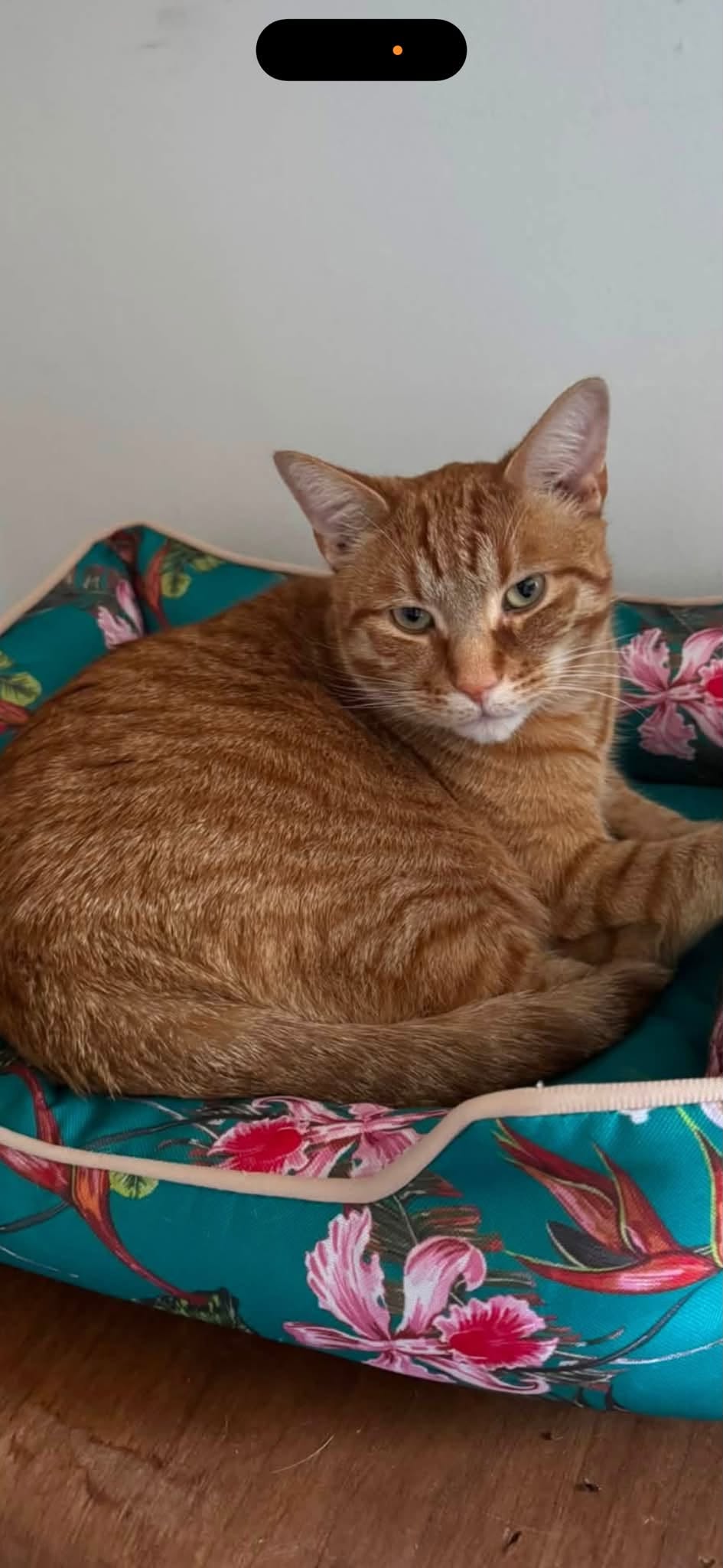 Lost Cat in Ottawa