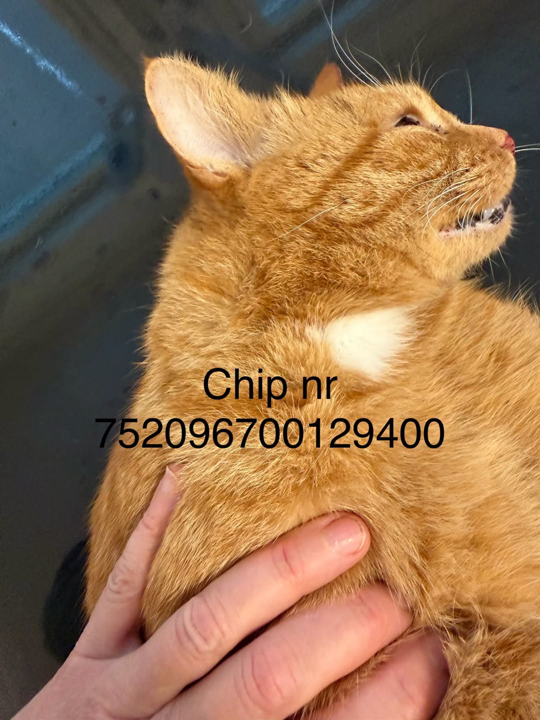 Found cat