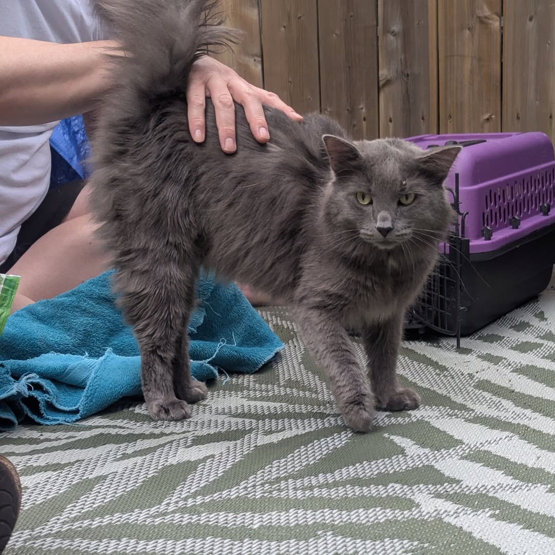 Found cat