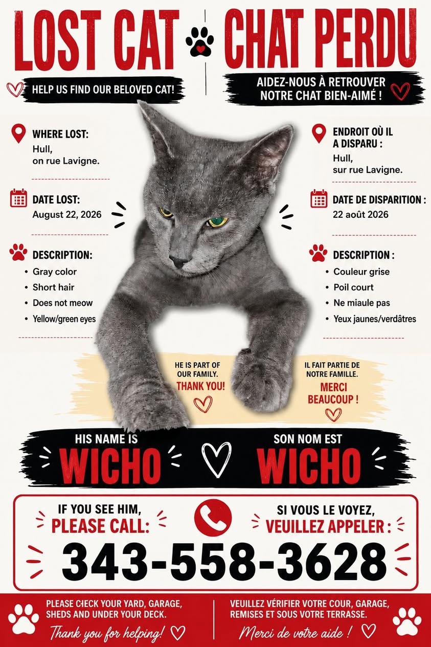 Lost cat