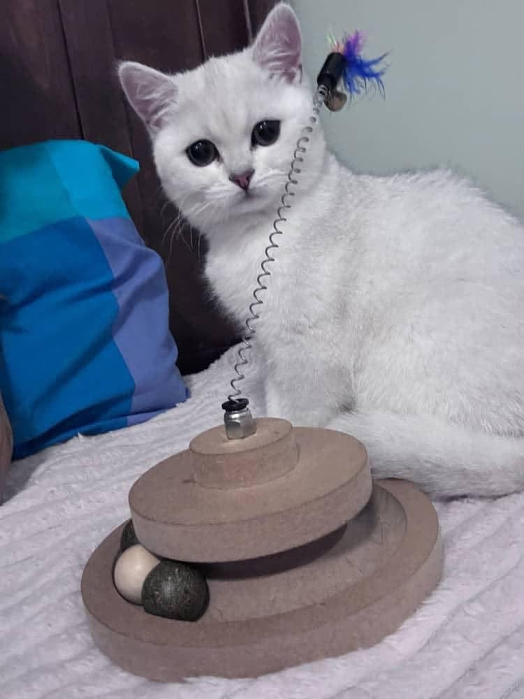 Lost Cat in Ottawa