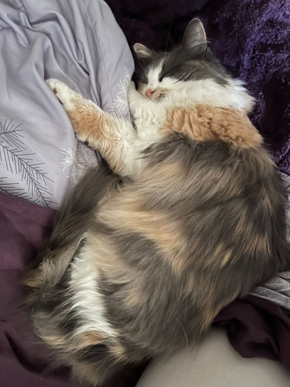 Lost Cat in Nepean
