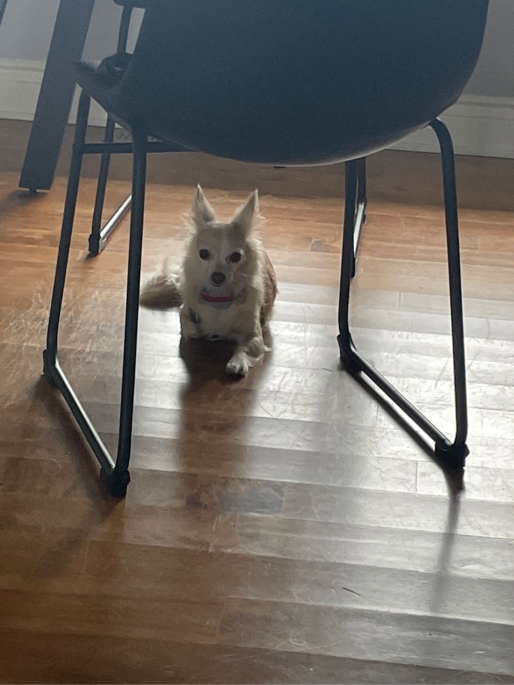 Lost Dog in Navan