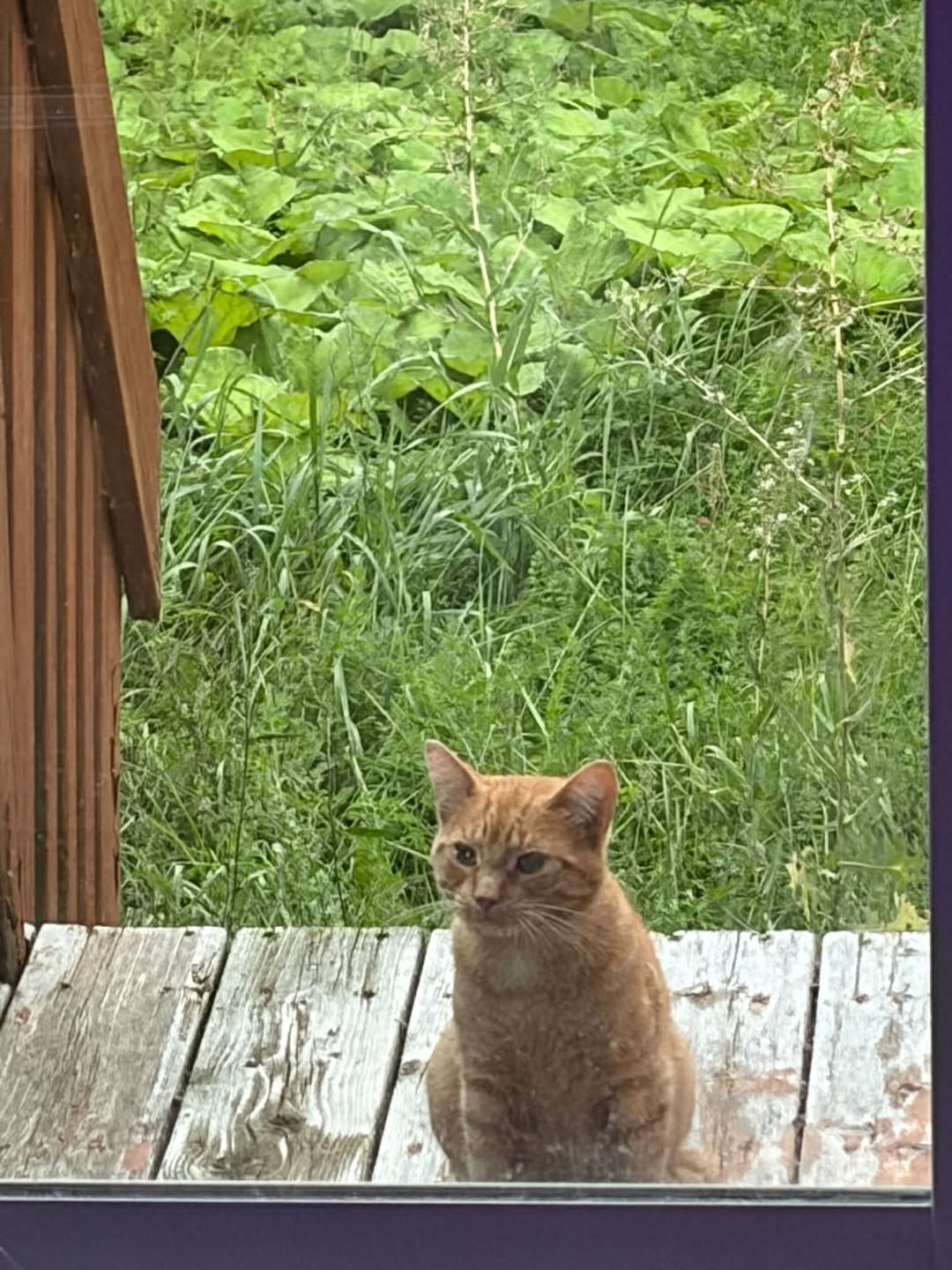 Found cat