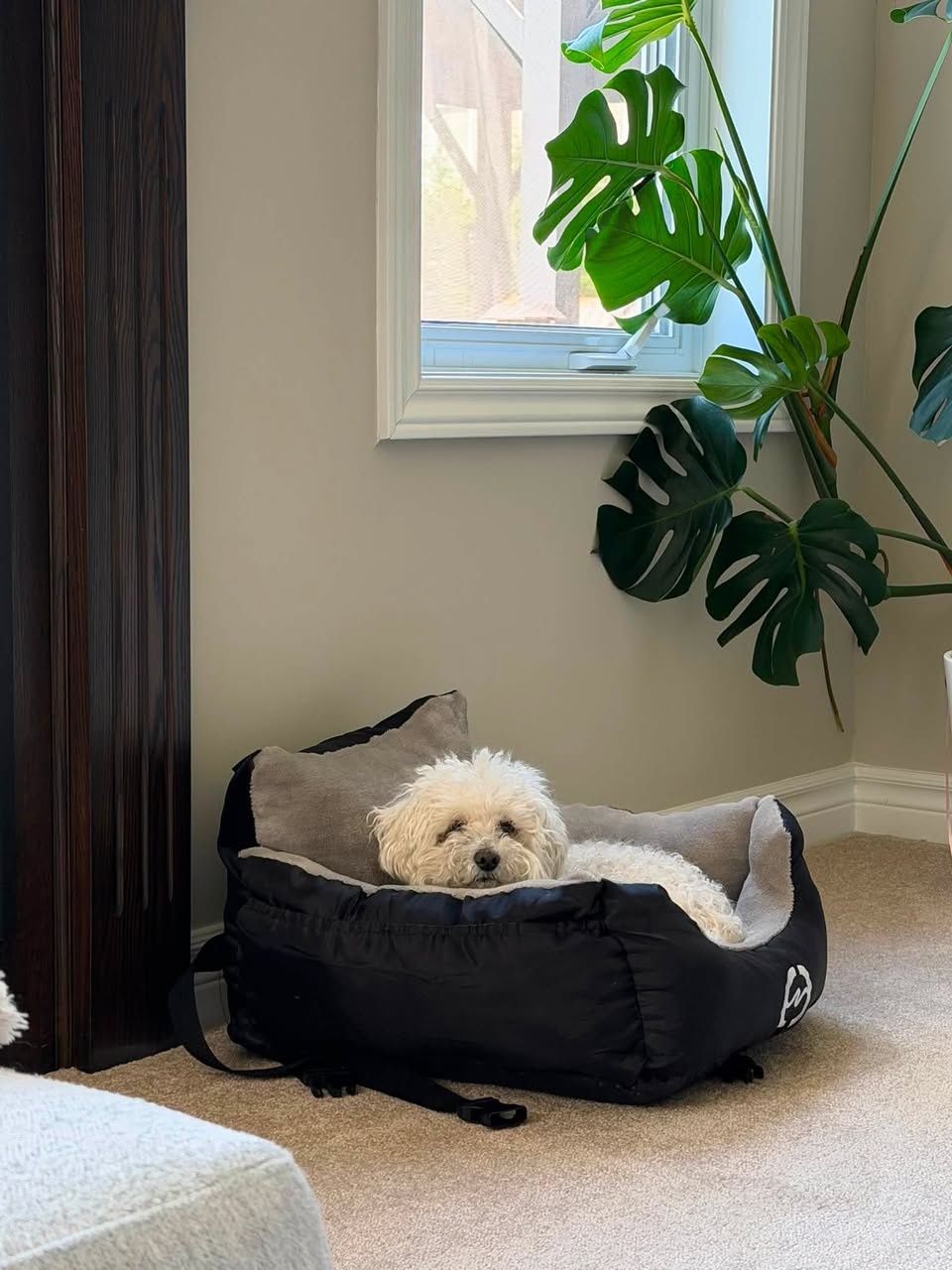 Lost dog