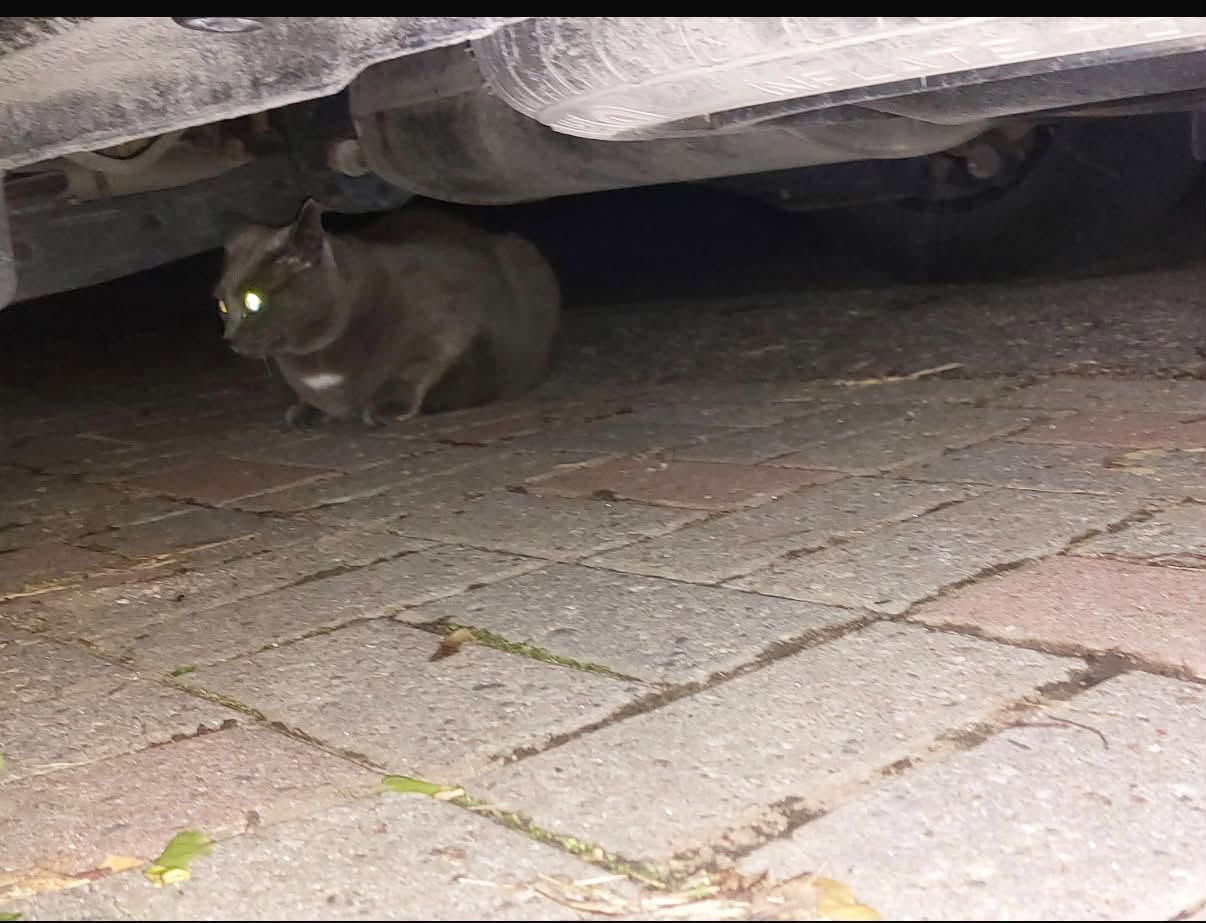 Found cat