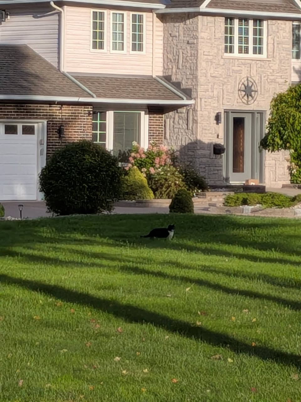 Found cat