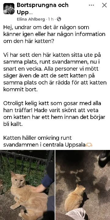 Found cat