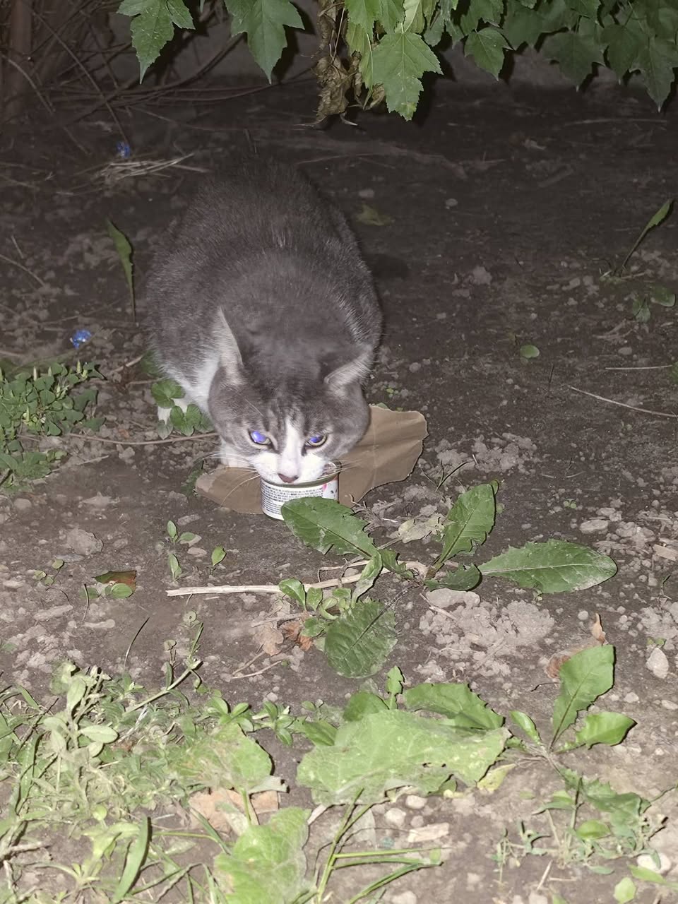 Found cat
