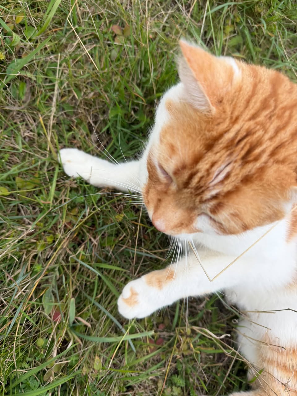 Found cat