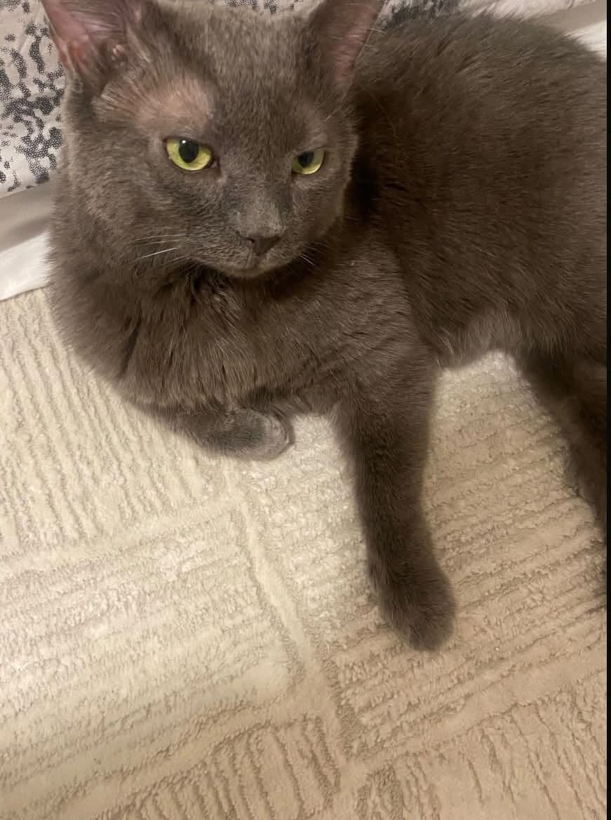 Lost Cat in Hunter Glen Crescent