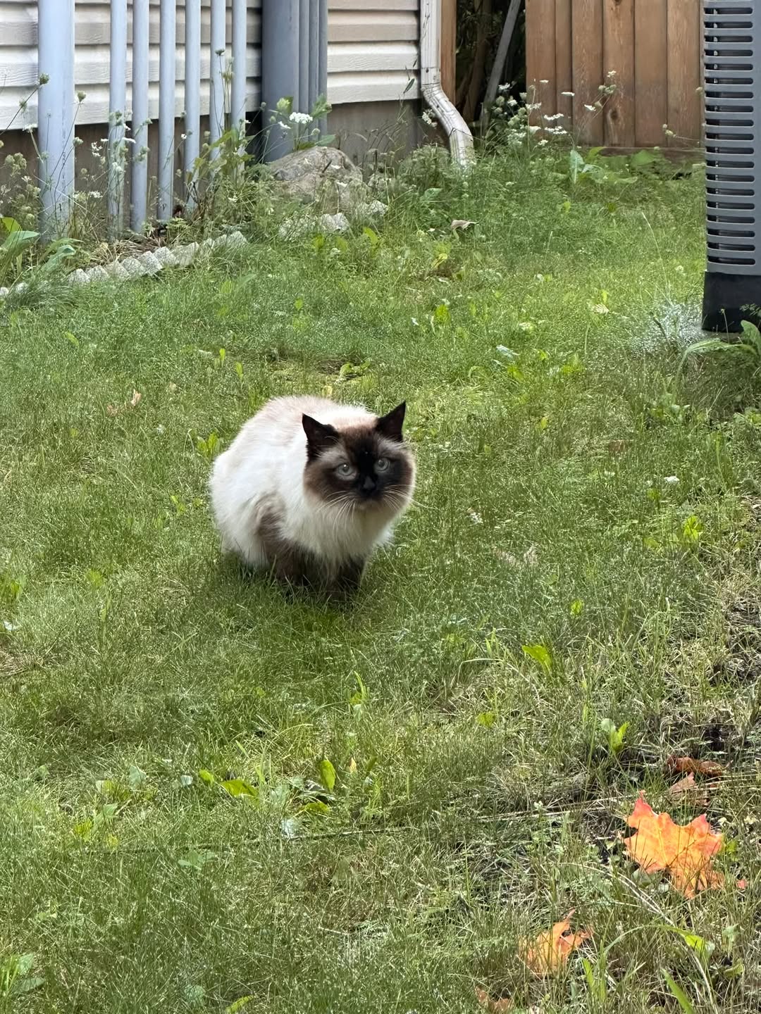 Found cat