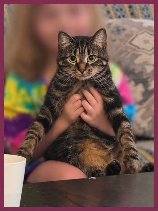 Lost cat