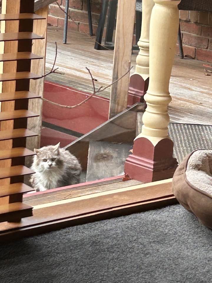 Found cat